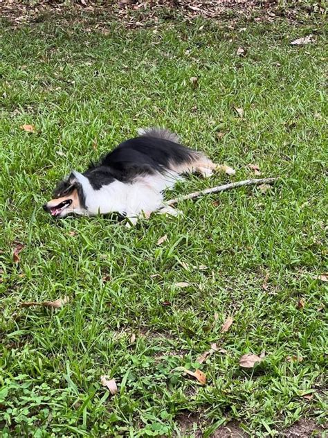 Terrifying Grass Shark Spotted Rroughcollies