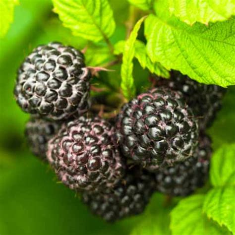 Nakup sadike črna malina black jewel, р9 (7549): v trgovini Gradinamax