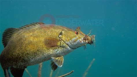 Smallmouth Bass Feeding On Crayfish Engbretson Underwater Photography