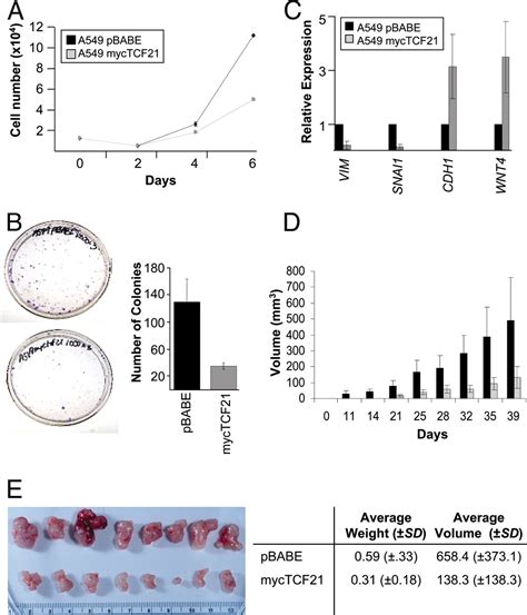 Epigenetic Regulation Of The Tumor Suppressor Gene Tcf21 On 6q23 Q24 In