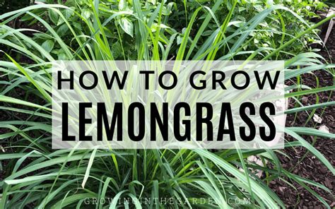 How To Grow Harvest Divide And Use Lemongrass Lemon Grass Grow