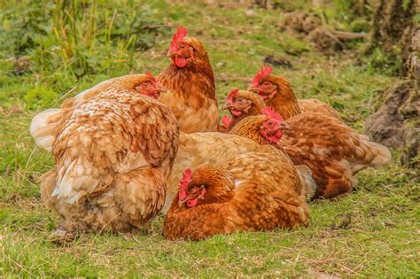 Birds Chicken Grass Animals Wallpapers Hd Desktop And Mobile
