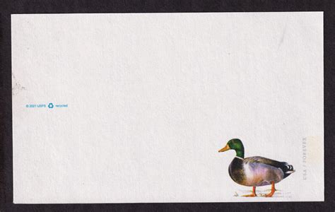 2021 Mallard Stamped Postal Card Sc Ux648 Mis Cut Postal Card From