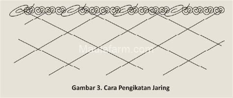 Panduan Budidaya Ikan Nila Sistem Keramba Jaring Apung