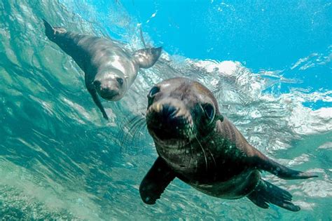 Cabo San Lucas Local Dives CSL Marine Park And Corridor