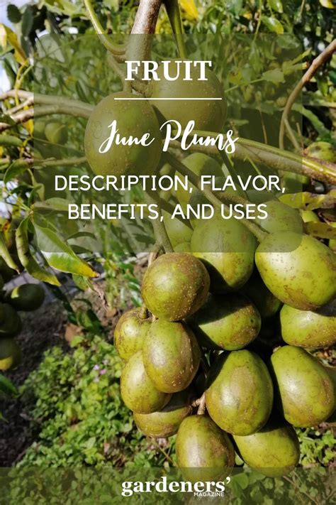 June Plums Description Flavor Benefits And Uses Gardeners Magazine