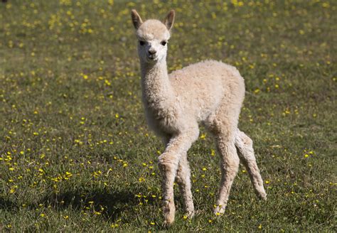 A Guide To Llamas Alpacas Guanacos And Vicuñas