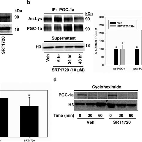 Srt Enhances Sirt Deacetylase Activity Recombinant Sirt Enzyme