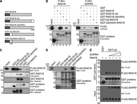 Rad Ub Fusion Proteins Preferentially Bind To Nonubiquitinated Rad