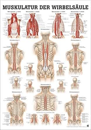 Ruediger Mipo Lam Anatomie Tableau En Bois Lamin Pour Muscles