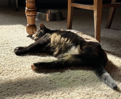 Controlling Excessive Licking/Chewing at Amputation Site : r/tripawds