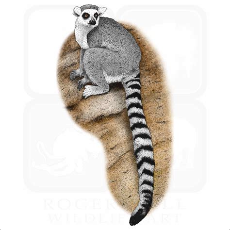 Ring Tailed Lemur Signed Fine Art Print