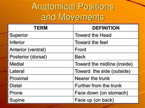 Ppt Anatomical Positions And Movements Powerpoint Presentation Free