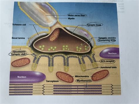 The Neuromuscular Junction Flashcards Quizlet