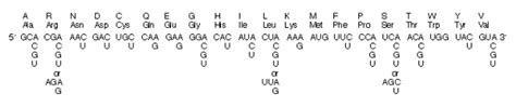 The Genetic Code | NEB