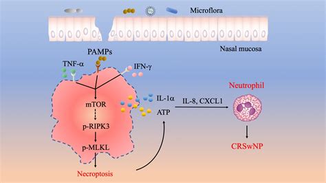 Necroptosis Underlies Neutrophilic Inflammation Jir