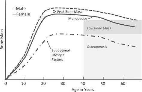 Changes In Bone Mineral Density BMD Over A Lifetime Used With