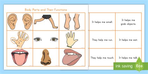 Body Parts and What They Do Matching Cards (Teacher-Made)