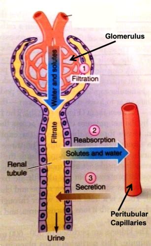 Final Urinary System Flashcards Quizlet