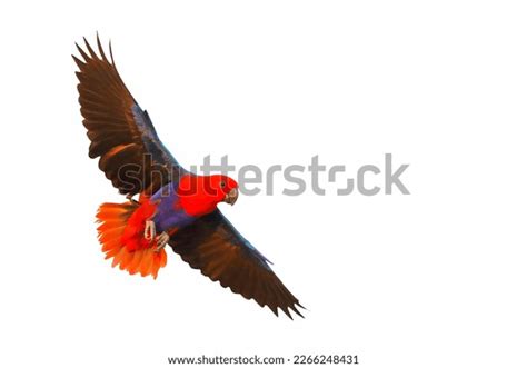 Colorful Eclectus Parrot Flying Isolated On Stock Photo 2266248431