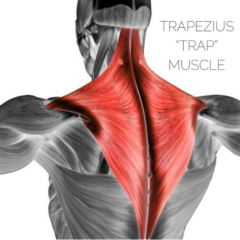 Do I Need Trap Tox? I Tried It - And Here Is My Honest Review