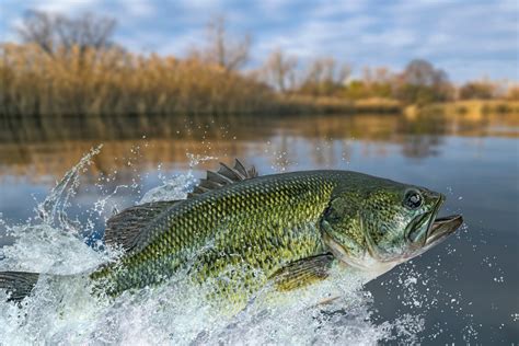 Largemouth Bass vs Spotted Bass: Know the Differences