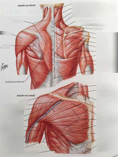 L Skulder Ryg Brystmuskler Easy Diagram Quizlet