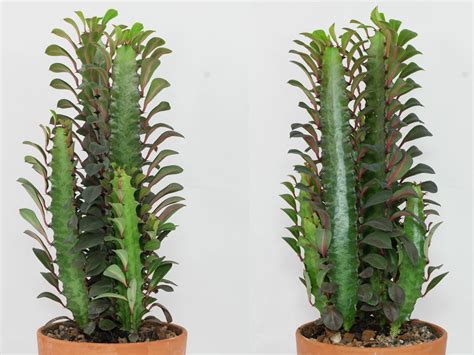 Euphorbia Trigona Euphorbia Trigona