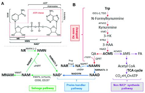 NAD Structure A And Biosynthetic Pathways In Mammalian Cells B