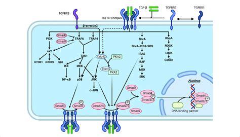 Interaction of the TGF β signaling pathway through Smad and non Smad