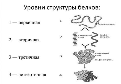 Функции белков: структура, виды, защитная, двигательная, запасающая