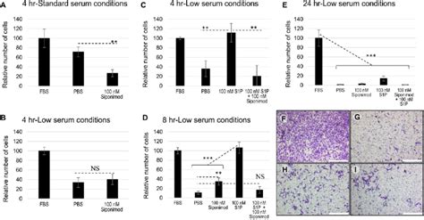 Transwell Migration Assay For Huvec Cells A Effect Of Nm