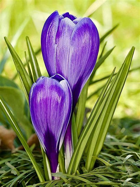 Pin by • Christa • on Frühling ~ Spring | Blue iris flowers, Crocus ...