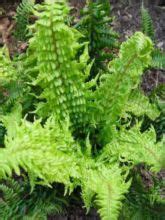 Fausse Foug Re M Le Dryopteris Affinis Le Jardin Du Pic Vert