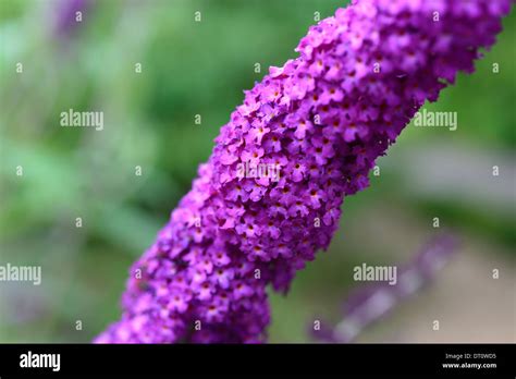 Buddleja Davidii Royal Red Plant Portraits Purple Flowers Spires