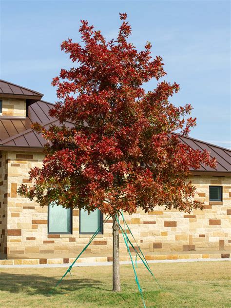 Shumard Red Oak A Majestic Shade Tree For Your Yard