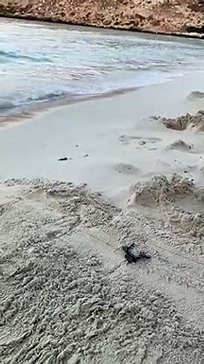 Schiudono I Nidi Di Tartaruga Carretta Caretta A Lampedusa Video