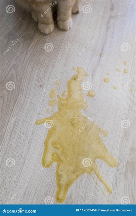 Vomit stock photo. Image of laminate, vomit, sick, nasty - 117001458