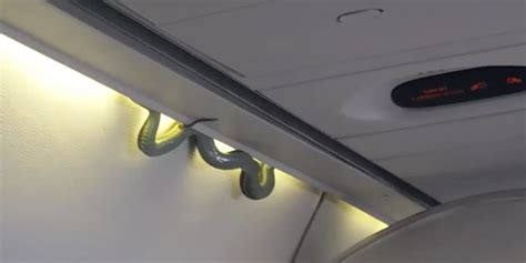 Snake on a plane: Live reptile intrudes on flight in Mexico - Business Insider