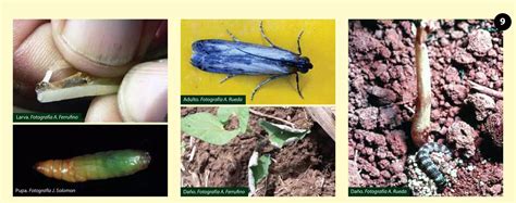 Guia De Identificacion Y Manejo Integrado De Plagas Del Frejol En