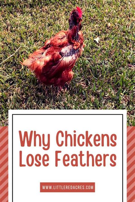 Why Chickens Lose Feathers