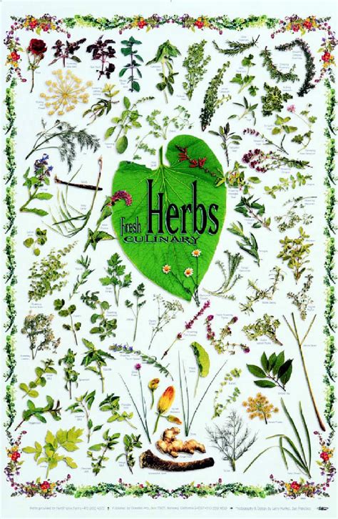 Herbs - Herbs Photo (118405) - Fanpop