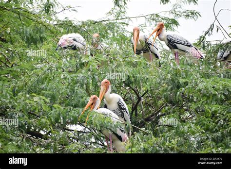 Flock Of Painted Storks Which Are Migratory Bird Are Taking Rest At New