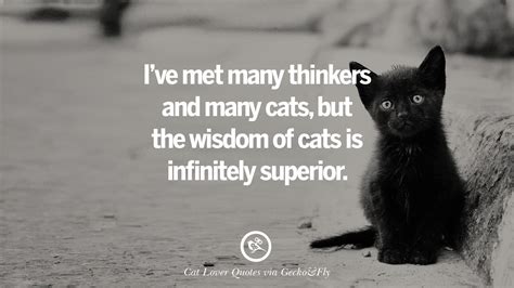 25 Cute Cat Images With Quotes For Crazy Cat Ladies, Gentlemen And Lovers