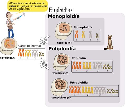 Tema Qu Es La Mutaci N Y Tipos De Mutaci N