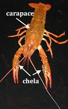 Scorpion Anatomy Science Final Review 6th Grade TVS Flashcards | Quizlet