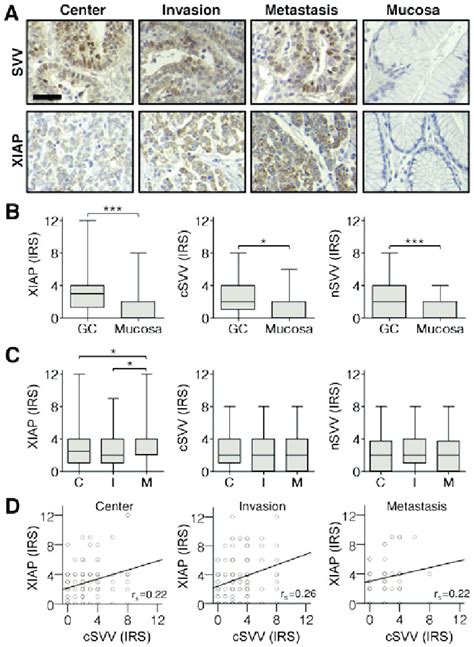 A Representative Images Of Immunohistochemical Staining For Survivin