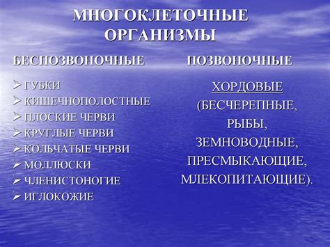 Происхождение многоклеточных животных - презентация онлайн