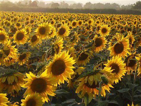 Sunflowers And The Sun