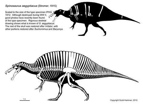 How Tall Was Spinosaurus